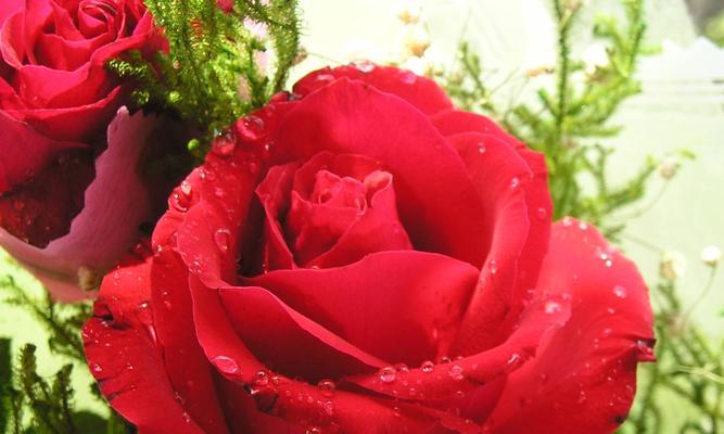 29朵玫瑰花的花语（传递浪漫与真挚的情感）