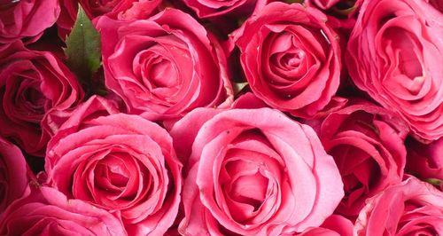 浪漫的29朵玫瑰花语（传递爱意的芬芳礼物）