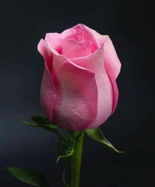 36朵玫瑰的花语含义（浪漫爱情的表达方式与心意）