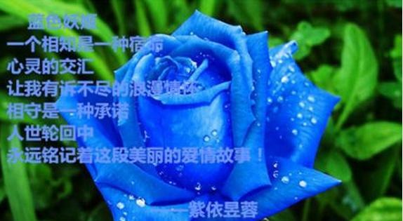 52朵蓝色妖姬花语的美丽与寓意（传递幸福与祝福的花海中的舞蹈）