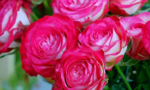 五朵玫瑰花的意义——爱的五重境界（探寻爱情的真谛）