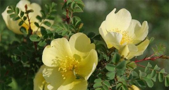澳洲野蔷薇之花语（探寻澳洲野蔷薇背后的深意与美丽）