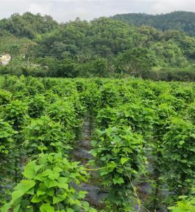 四棱豆如何种植（四棱豆种植技术与管理）