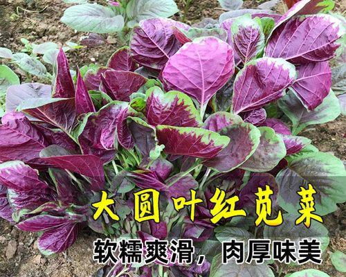 蔬菜种子怎么种发芽快（蔬菜种子的种植方法步骤）