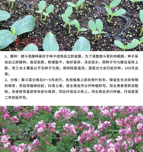 蔬菜种子怎么种发芽快（蔬菜种子的种植方法步骤）