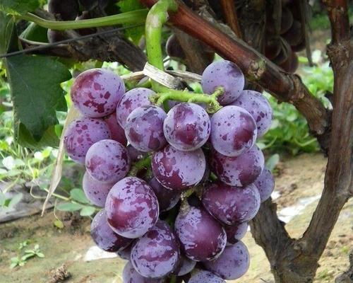 葡萄如何种植（葡萄的种植与管理技术）