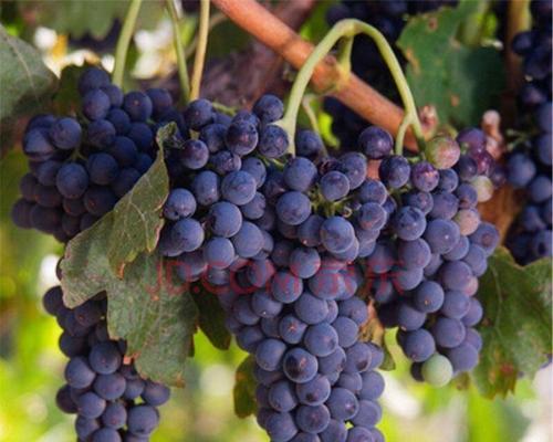 葡萄如何种植（葡萄的种植与管理技术）