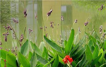 再力花如何种植（再力花种植技术与栽培）