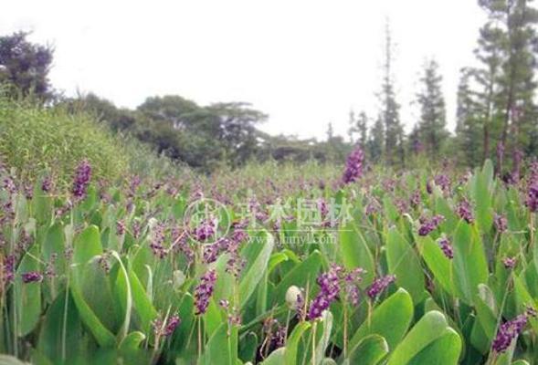 再力花如何种植（再力花种植技术与栽培）