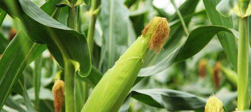 玉米怎样种植才能高产（玉米种植管理技术要点）