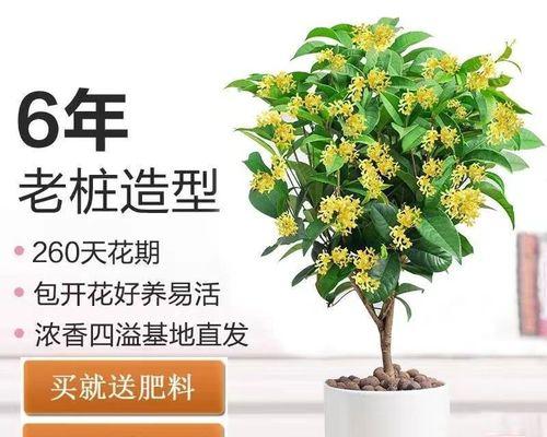 怎样养好桂花树（盆栽桂花养护知识）