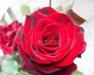 红玫瑰哪个品种好（常见的红玫瑰品种介绍）