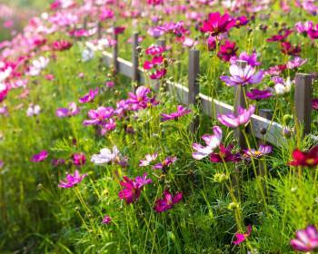 格桑花怎样种植（格桑花种植时间和方法）