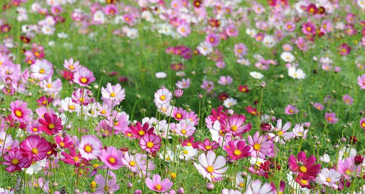 格桑花怎样种植（格桑花种植时间和方法）