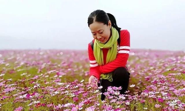 格桑花该如何种植（格桑花种植方法和时间）