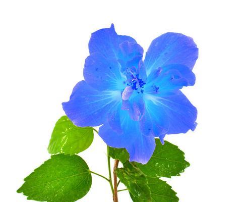 蓝色的花朵有哪些（盘点六种常见的蓝色花卉）
