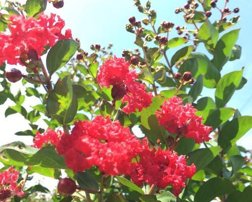 红花种植技术与管理（红花种植时间及方法）