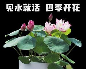 水培碗莲怎样种植（种植碗莲的注意事项）