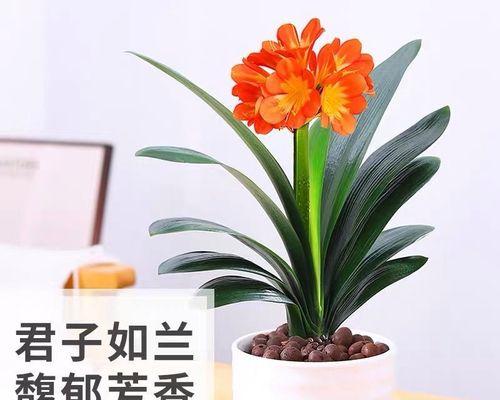 适合在客厅养的绿植有哪些（客厅养的大型绿植推荐）