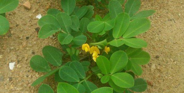 花生怎样种植才算高产（花生的种植方法和步骤）