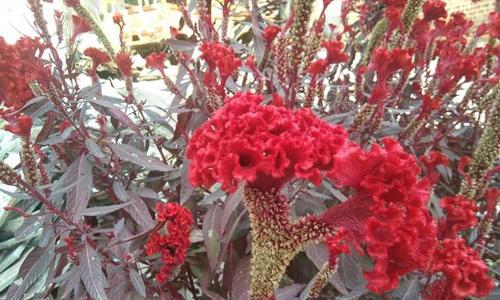 鸡冠花怎么种植方法（有关鸡冠花栽培管理技术）