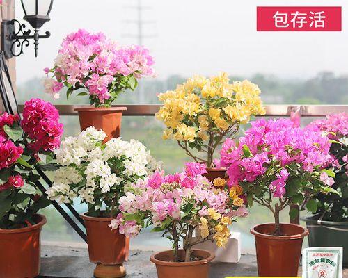 什么花养还四季开花（适合家养的四季开花植物大全）