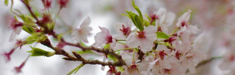 樱花诗的花语与美丽传承（花开花落）