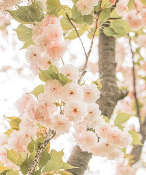 樱花诗的花语与美丽传承（花开花落）