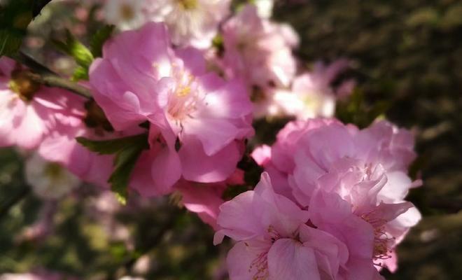 以榆叶梅的花语（展现纯洁与希望的美丽花朵）