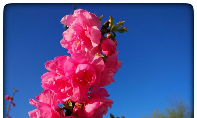 以榆叶梅的花语（展现纯洁与希望的美丽花朵）