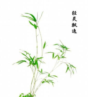 竹子的象征意义（竹子在中国文化中的重要地位）