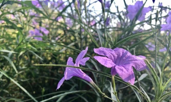 紫花翠芦莉的神秘花语（探寻紫花翠芦莉的花语及其象征意义）