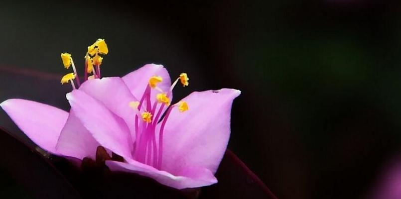 紫罗兰的花语及其寓意（探索紫罗兰花语的含义和象征意义）