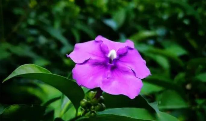 紫色三叶草的花语——幸运与祝福（探寻紫色三叶草的花语）