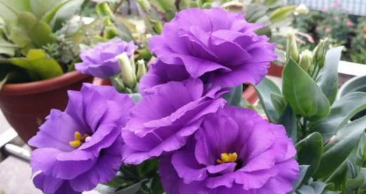 紫色三叶草的花语——幸运与祝福（探寻紫色三叶草的花语）