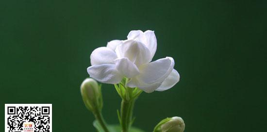 茉莉花语（香气扑鼻）