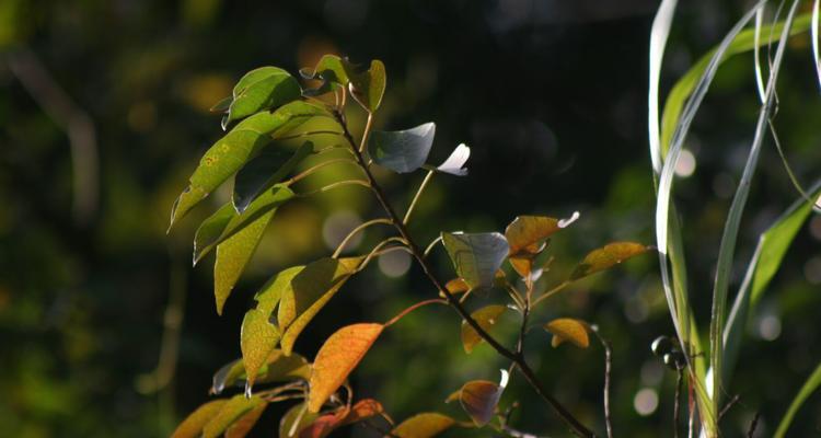 梧桐之生肖代表及象征意义（梧桐树在十二生肖中的象征以及相关传说故事）