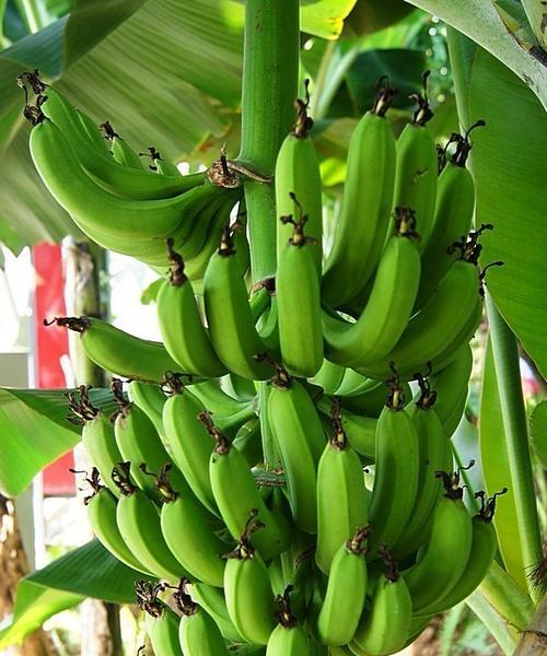 香蕉代表生肖，探讨十二生肖与水果的奇妙关联（以香蕉为例）