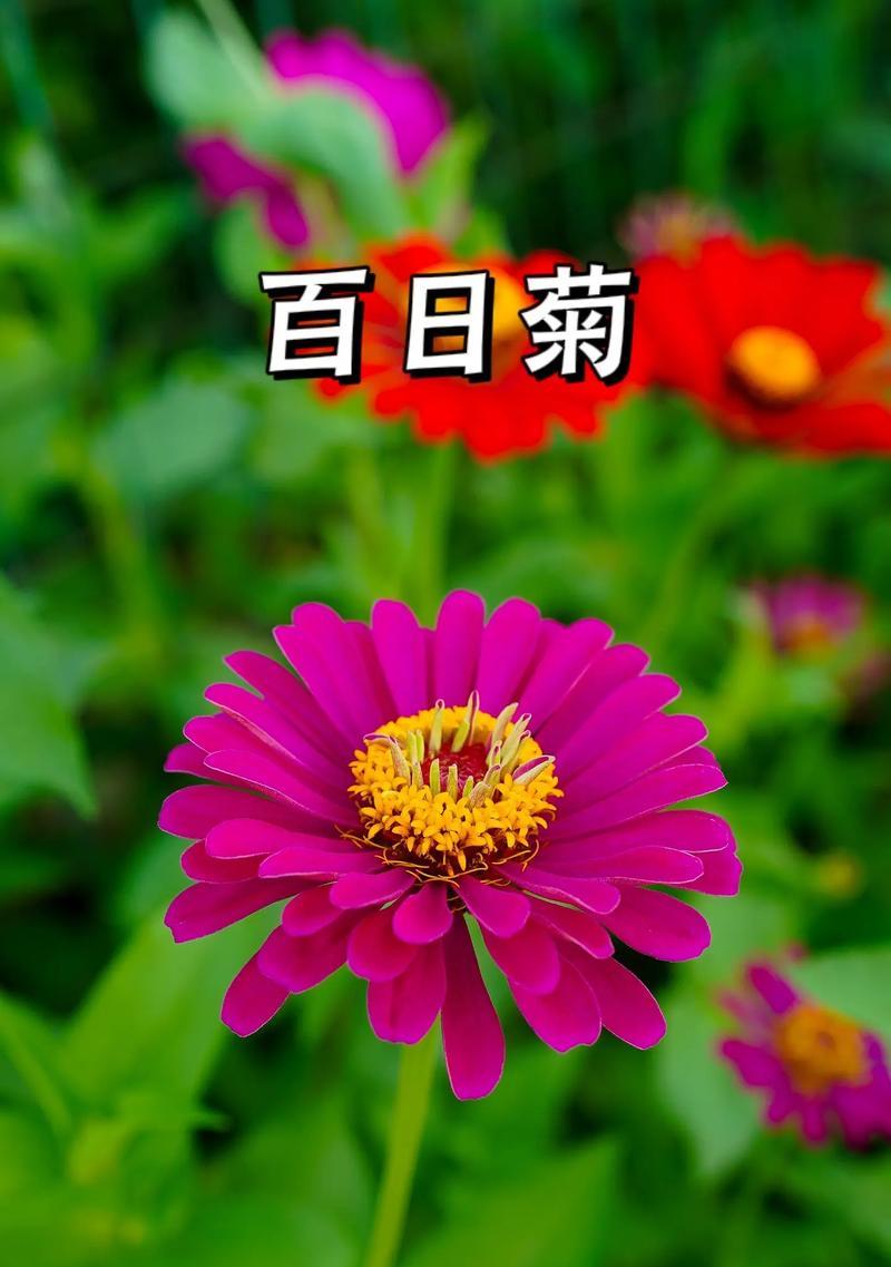 冬季也能开花（解析百日菊的生长习性和开花时间）