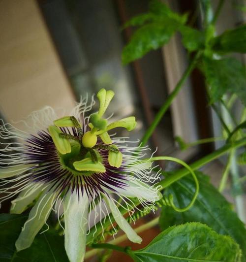 百香果开花结果时间及关键因素（了解百香果生长规律）