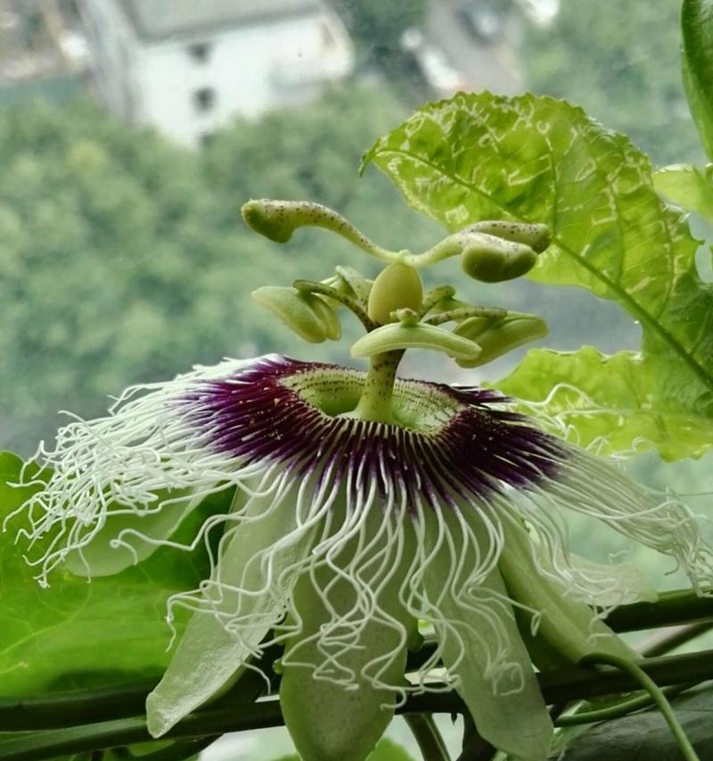 百香果开花结果时间及关键因素（了解百香果生长规律）