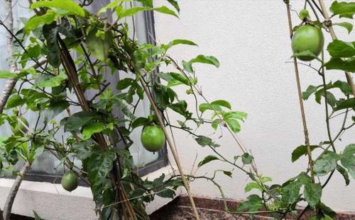 百香果的盆栽技巧与注意事项（从选种、土壤到养护全面指南）