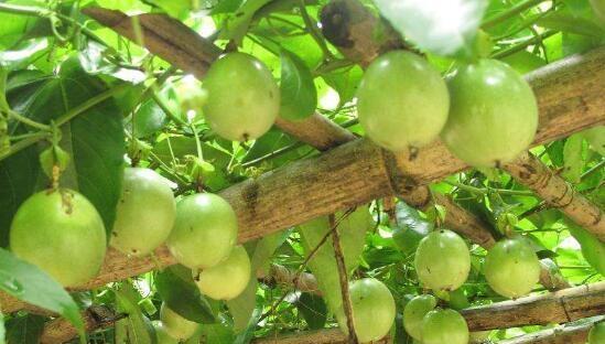 百香果的成熟季节及其特点（百香果的季节性生长和营养价值）
