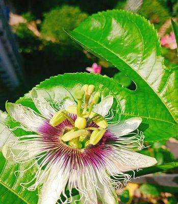 探究百香果开花季节及生长环境（何时开花）