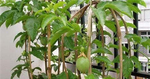 百香果，一种爬藤植物（了解百香果的生长特点及用途）