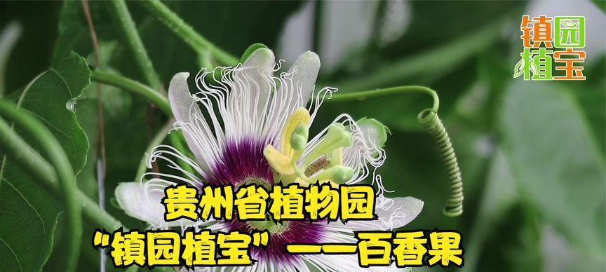 保存鲜美的百香果，让鲜果不止于季节