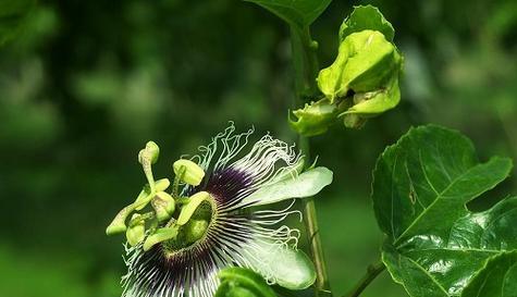 百香果怎么快速开花？——探究百香果开花的技巧和方法