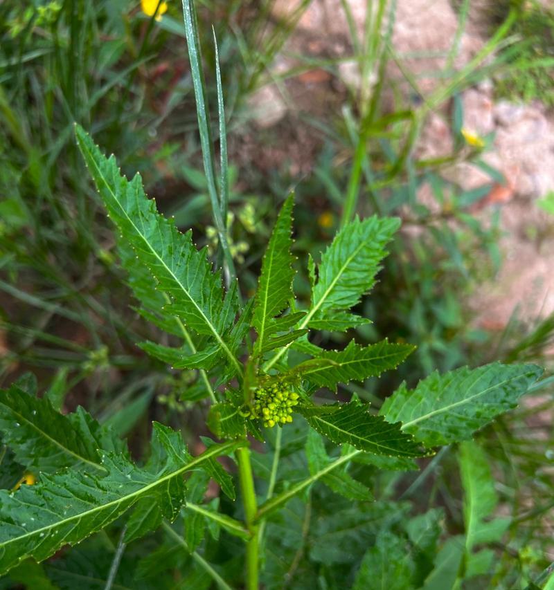 百叶草——一种常见的野生植物（了解百叶草的生长环境）