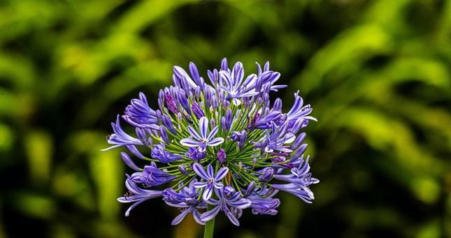 百子莲花盛开期（迎接夏日最美的花海）