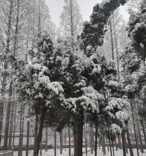 冬天能否栽种柏树？——解析柏树的适应性和抗寒能力